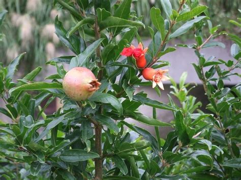 石榴木|ザクロの育て方・栽培方法｜植物図鑑｜みんなの趣味 